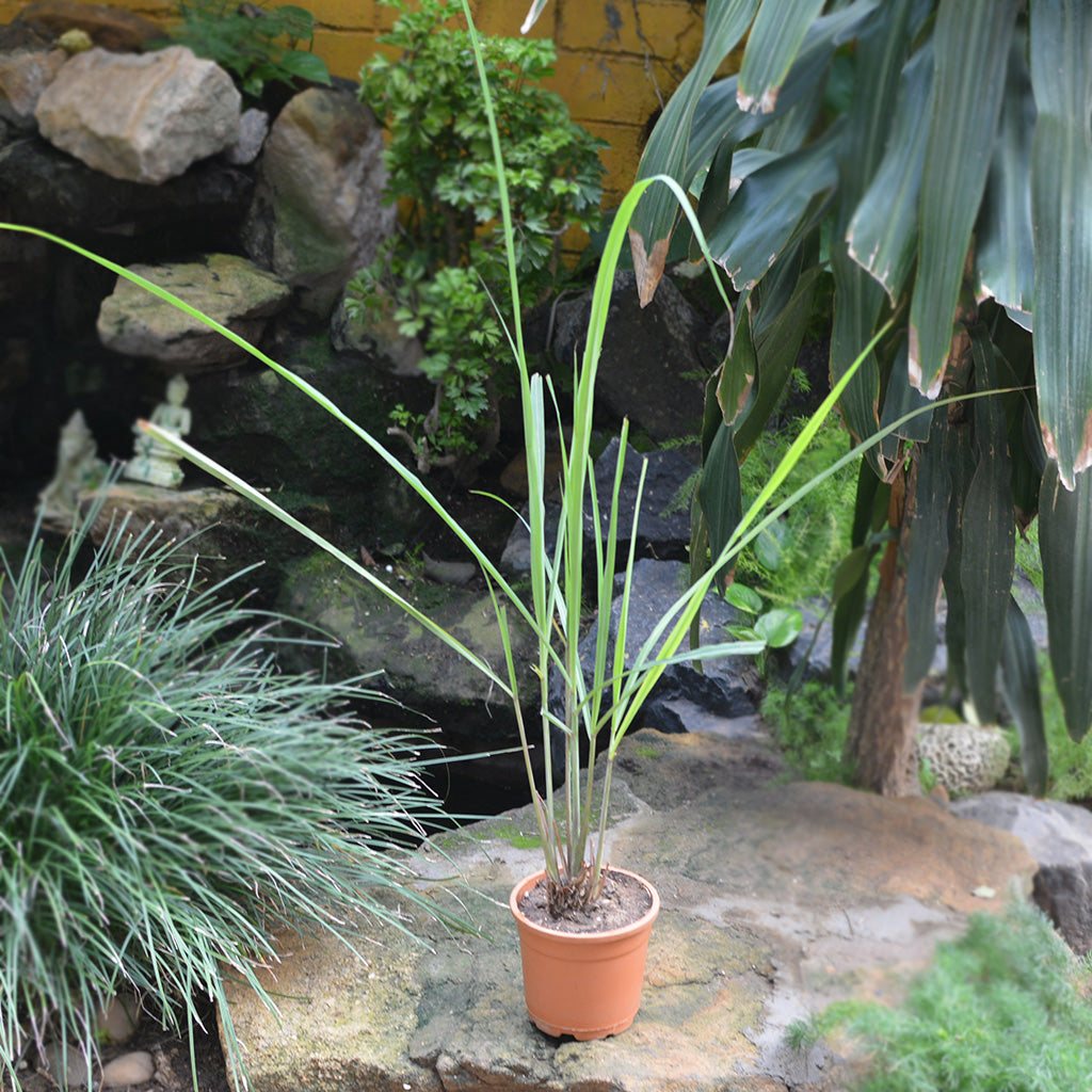 Lemon Grass Cymbopogon Citratus Plant - myBageecha