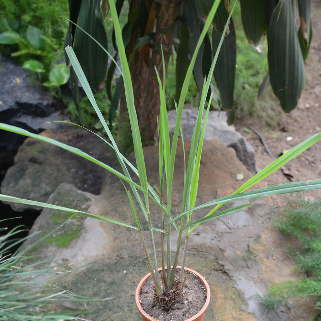 Lemon Grass Cymbopogon Citratus Plant - myBageecha