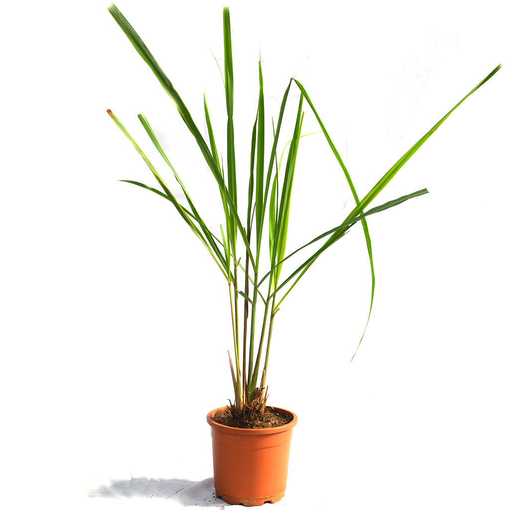 Lemon Grass Cymbopogon Citratus Plant - myBageecha