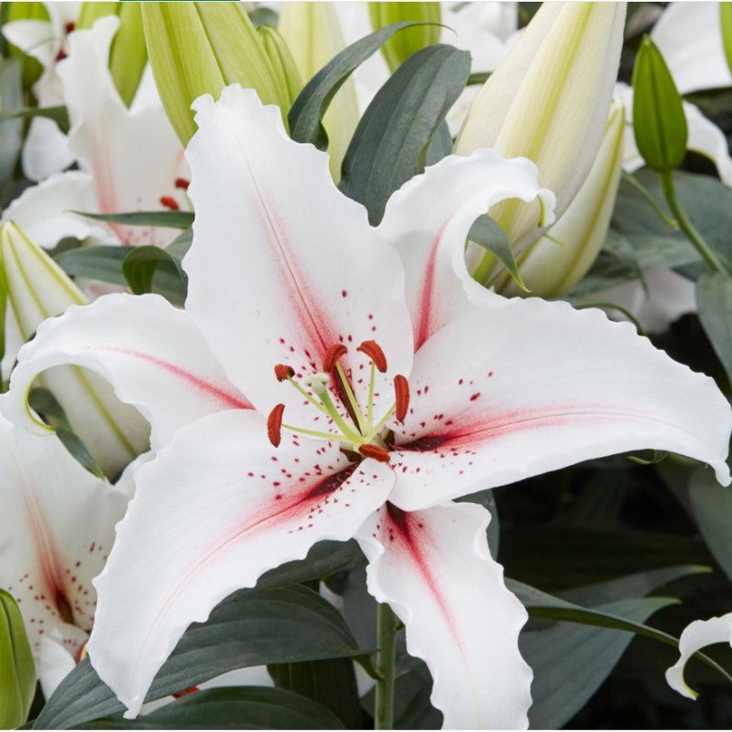 Lilium Oriental 'Domaso' -myBageecha