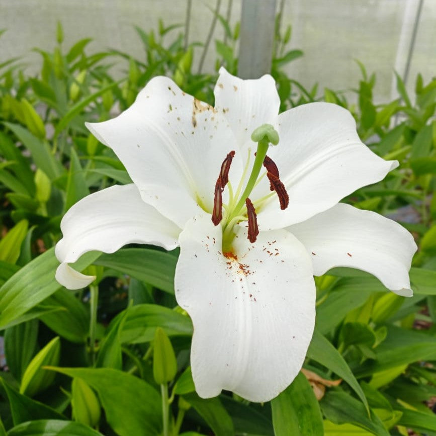 white lilies bulbs Lilium Casa Blanca Bulbs – Fragrant White Oriental Lilies