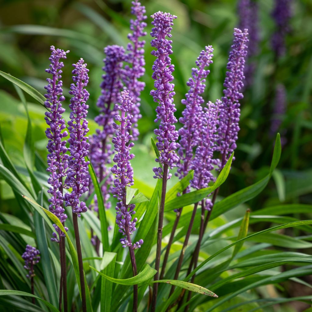 Liriope muscari 'Variegata'-myBageecha