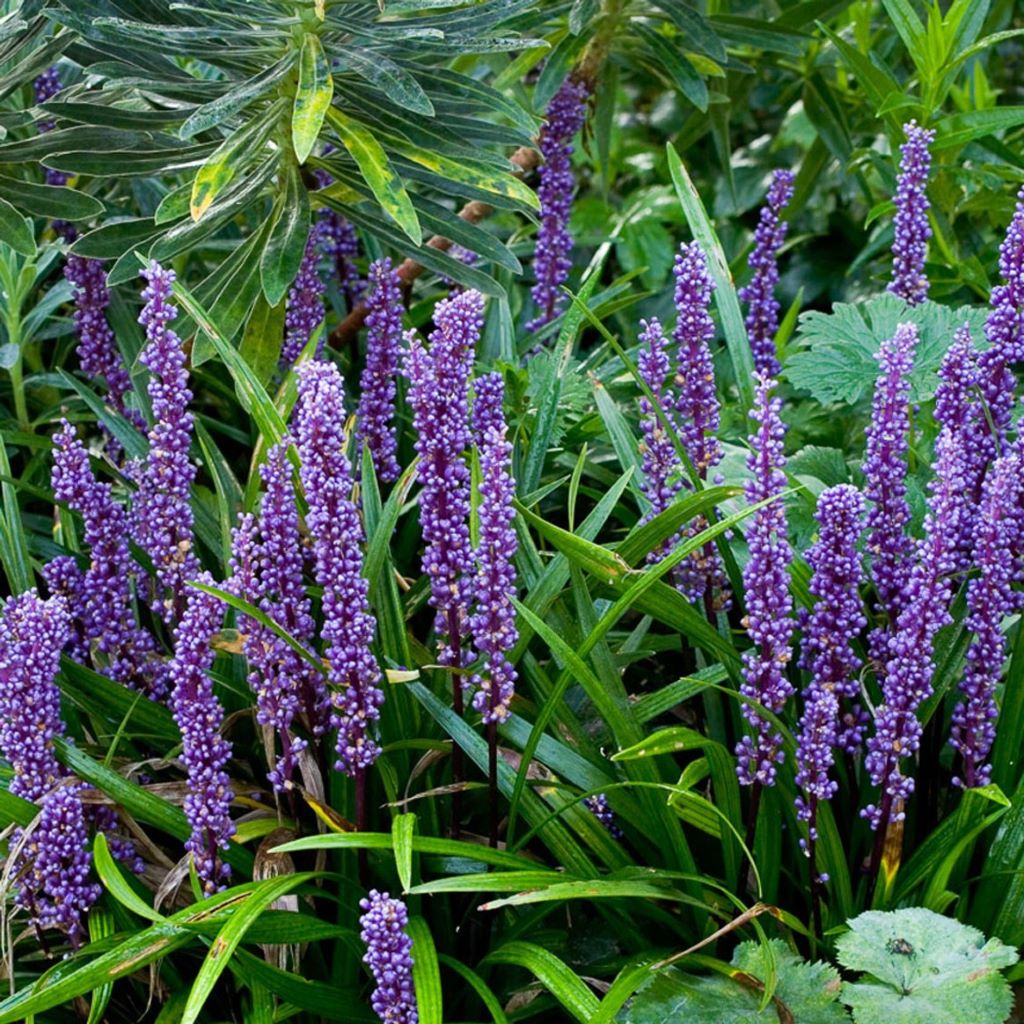 Liriope muscari 'Variegata'-myBageecha
