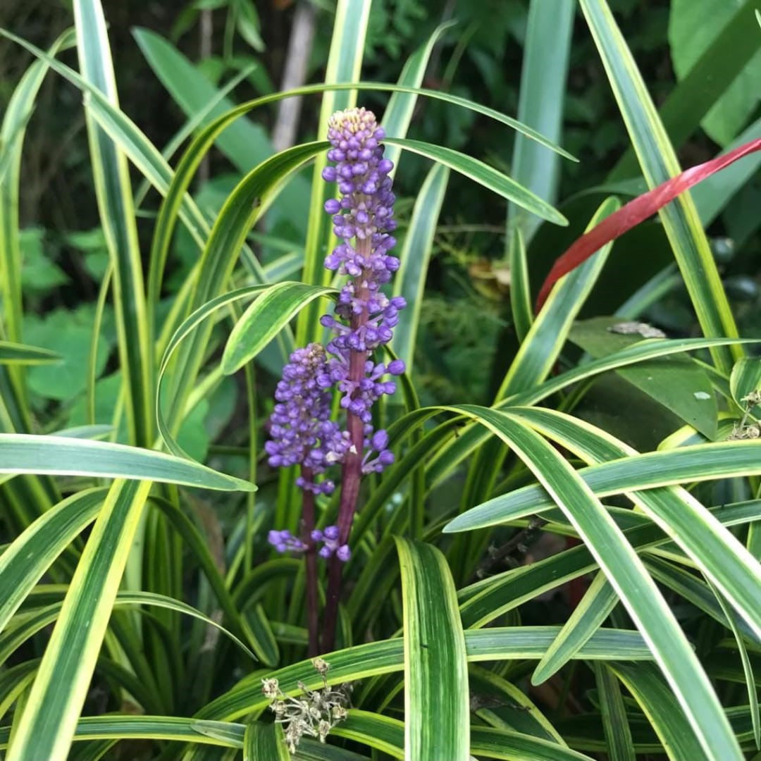 Liriope muscari 'Variegata'-myBageecha