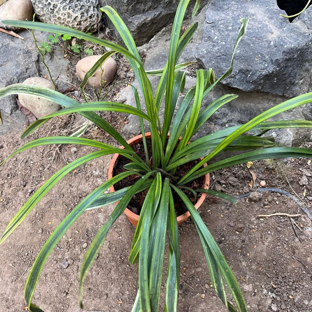 Liriope muscari 'Variegata'-myBageecha
