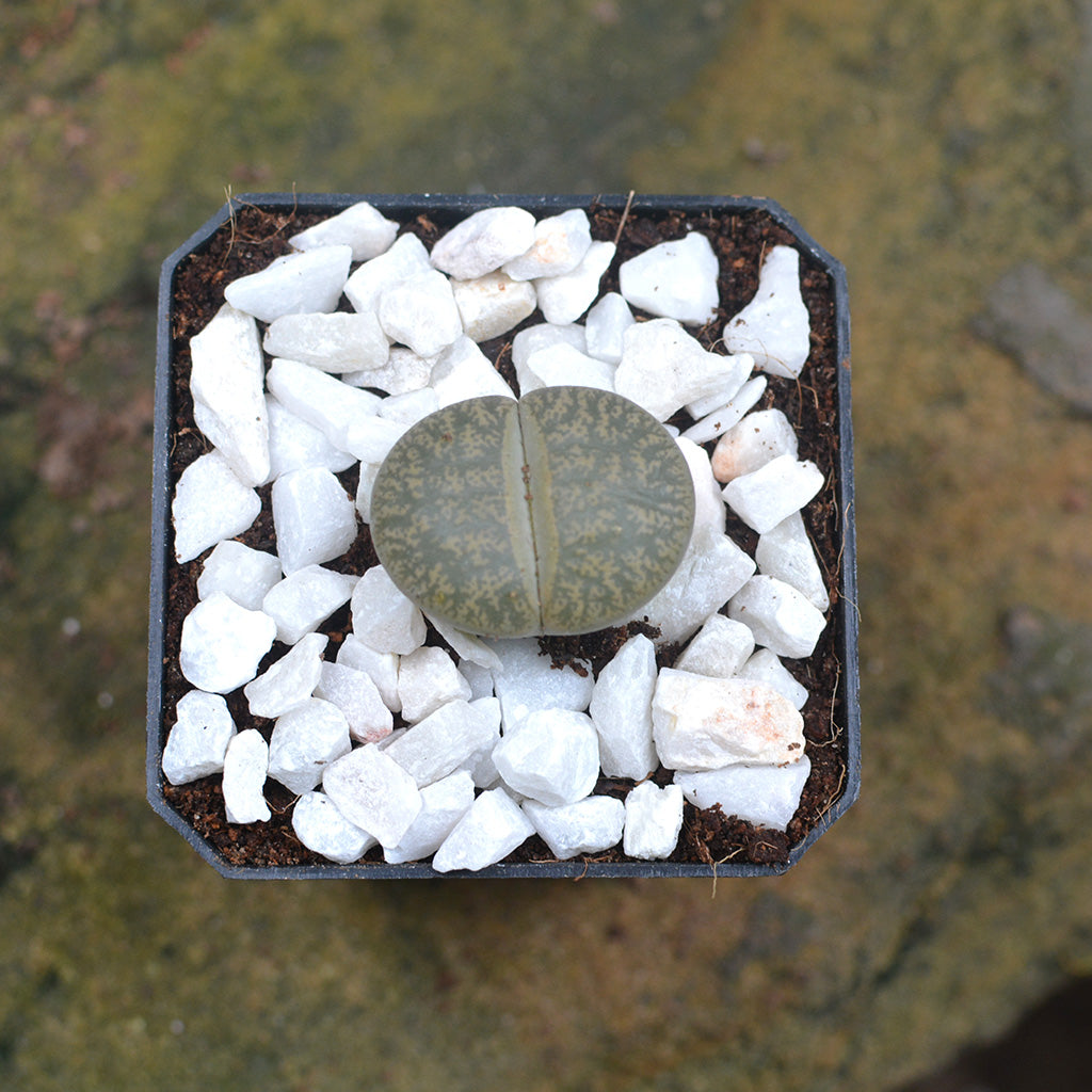 Lithops Lesliei var. Venteri Living Stone Succulent Plant - myBageecha