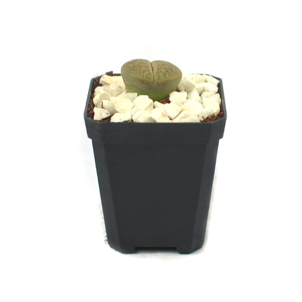 Lithops Lesliei var. Venteri Living Stone Succulent Plant - myBageecha