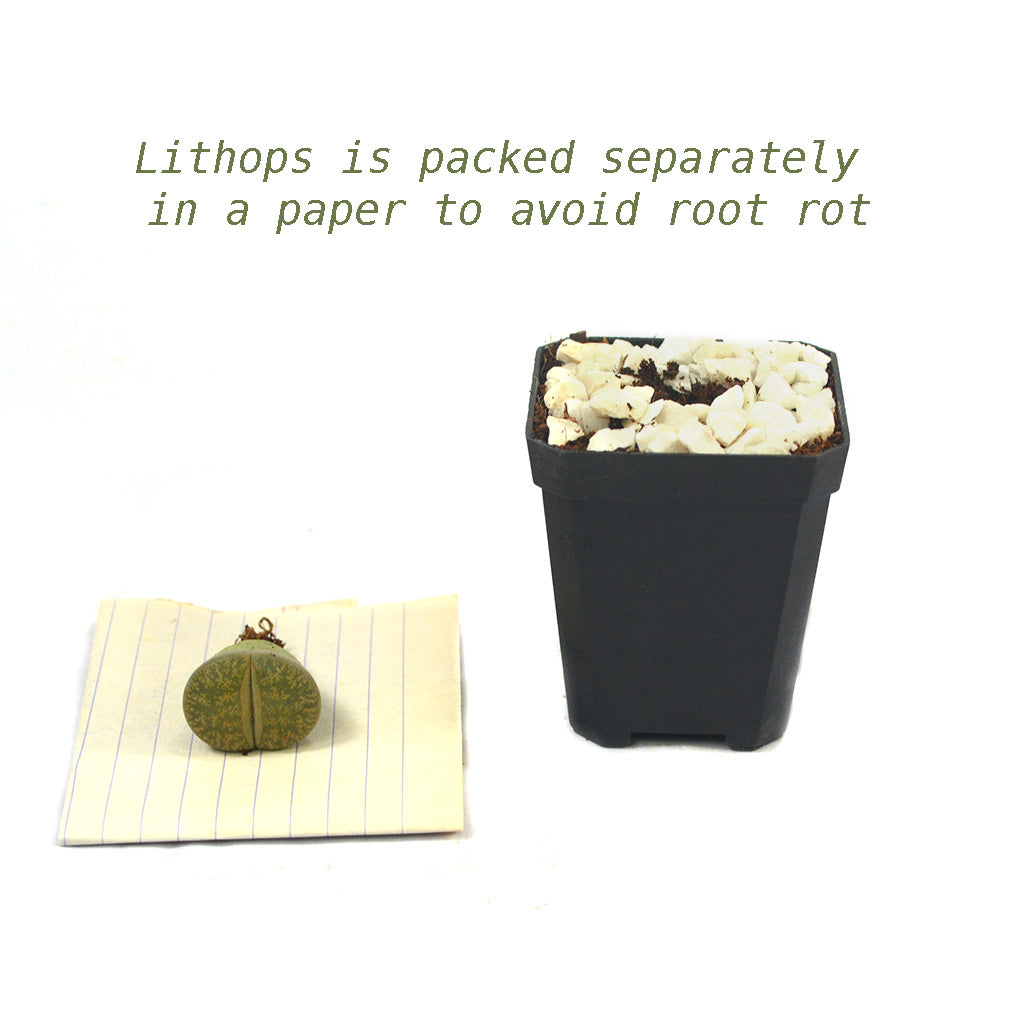 Lithops Lesliei var. Venteri Living Stone Succulent Plant - myBageecha