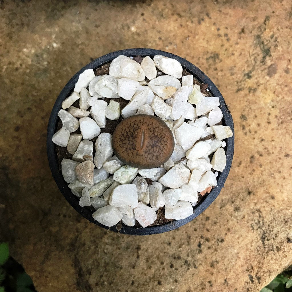 Lithops Villetii subs. Deboeri Living Stone Succulent Plant