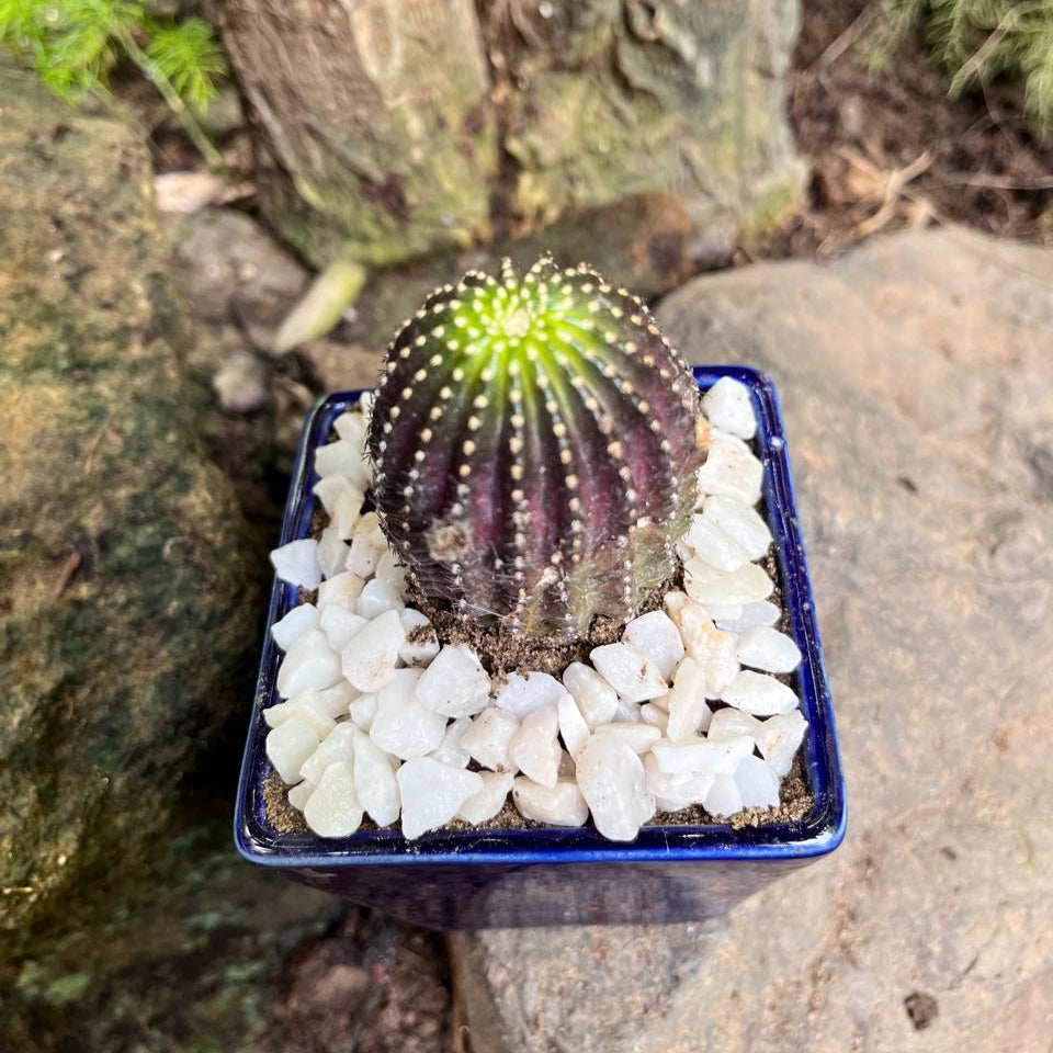 Lobivia napina Cactus Plant-myBageecha