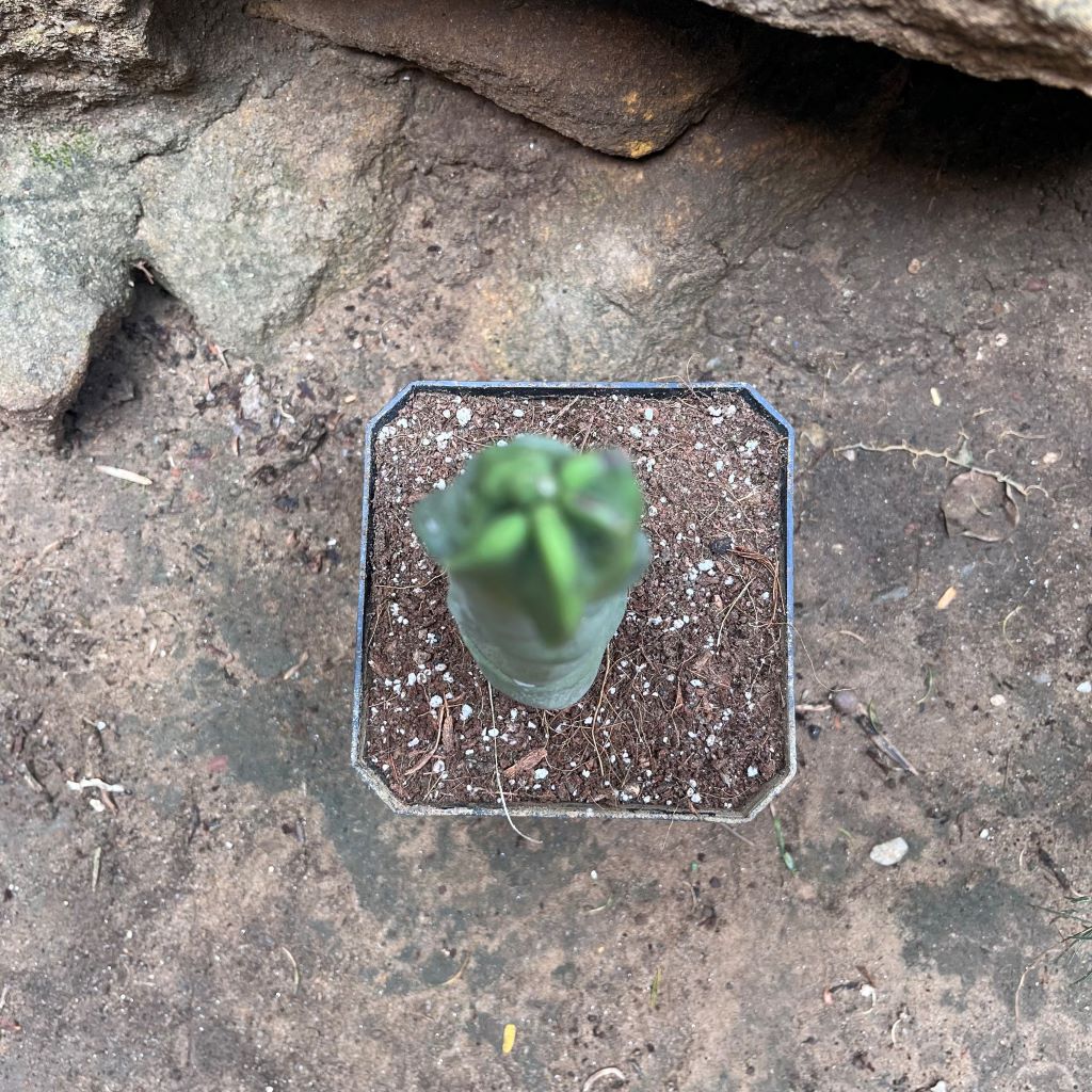 Lophocereus schottii var.monstros cactus plant - myBageecha