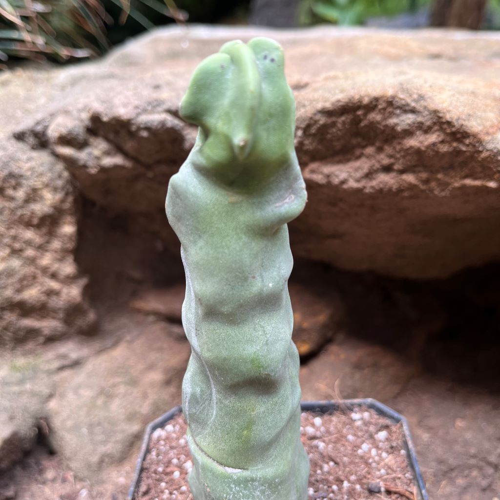 Lophocereus schottii var.monstros cactus plant - myBageecha