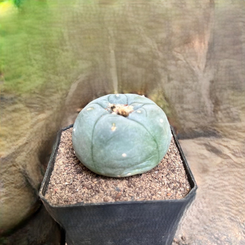 Lophophora Fricii cv Kikko Cactus Plant-myBageecha