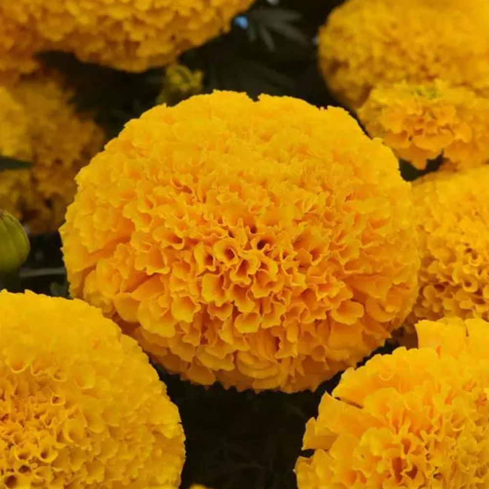 Marigold Marvel Gold Flower Seeds – gold blooms – myBageecha