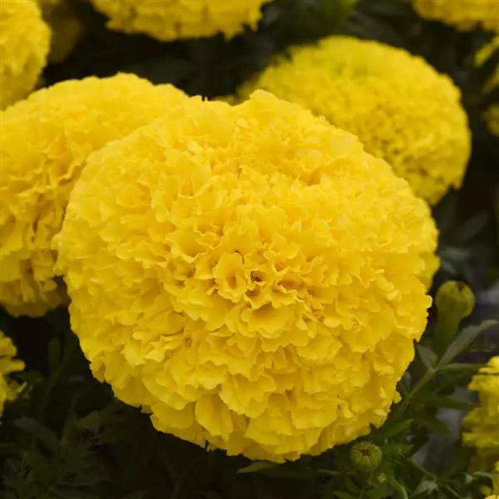 Marigold Marvel Yellow Flower Seeds – yellow blooms – myBageecha