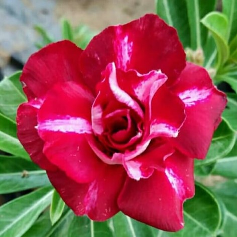 close up of Scarlet Symphony Adenium Plant