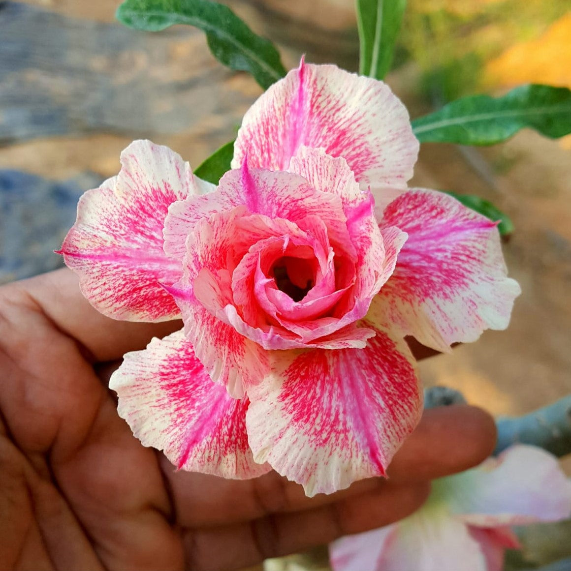 Candyfloss Adenium Plant-myBageecha