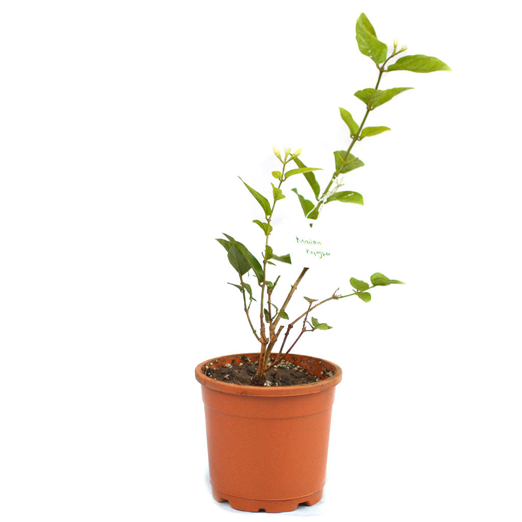 Jasminum Sambac Madan Mogra Plant - myBageecha