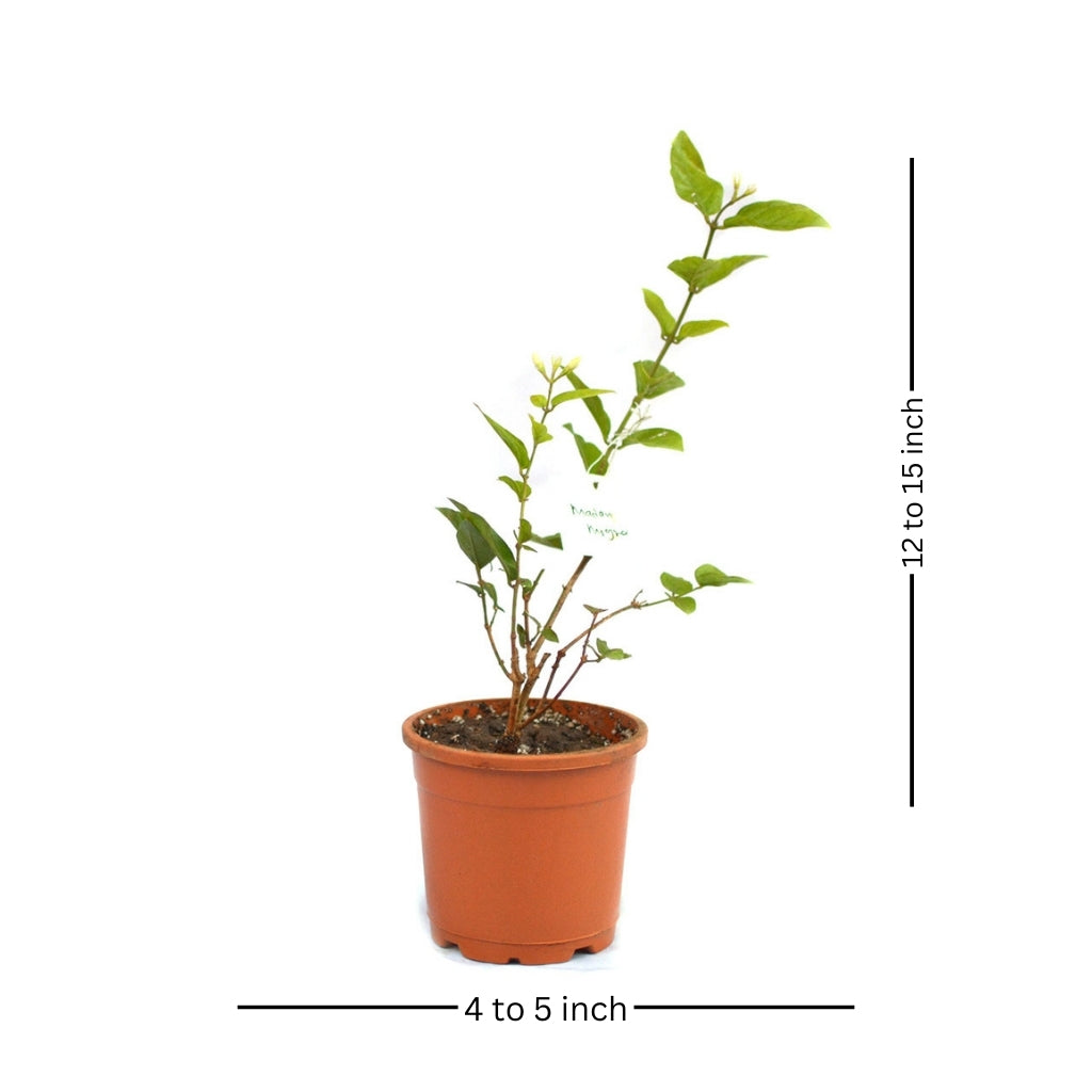 Jasminum Sambac Madan Mogra Plant - myBageecha