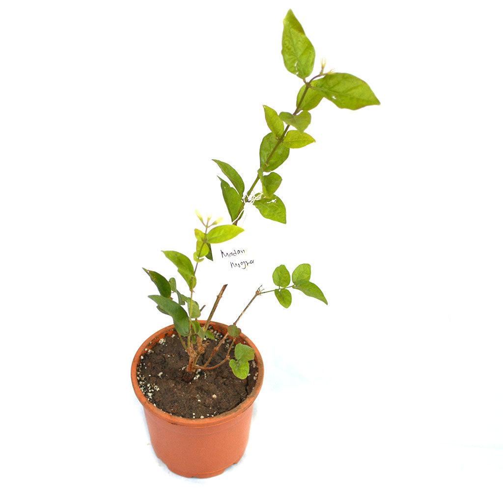 Set of 4 Die Hard Tough Plants - Swiss Cheese Vine Plant + Alocasia Macrorrhizos Giant Taro Plant + Parlor Palm + Jasminum Sambac Madan Mogra Plant - myBageecha