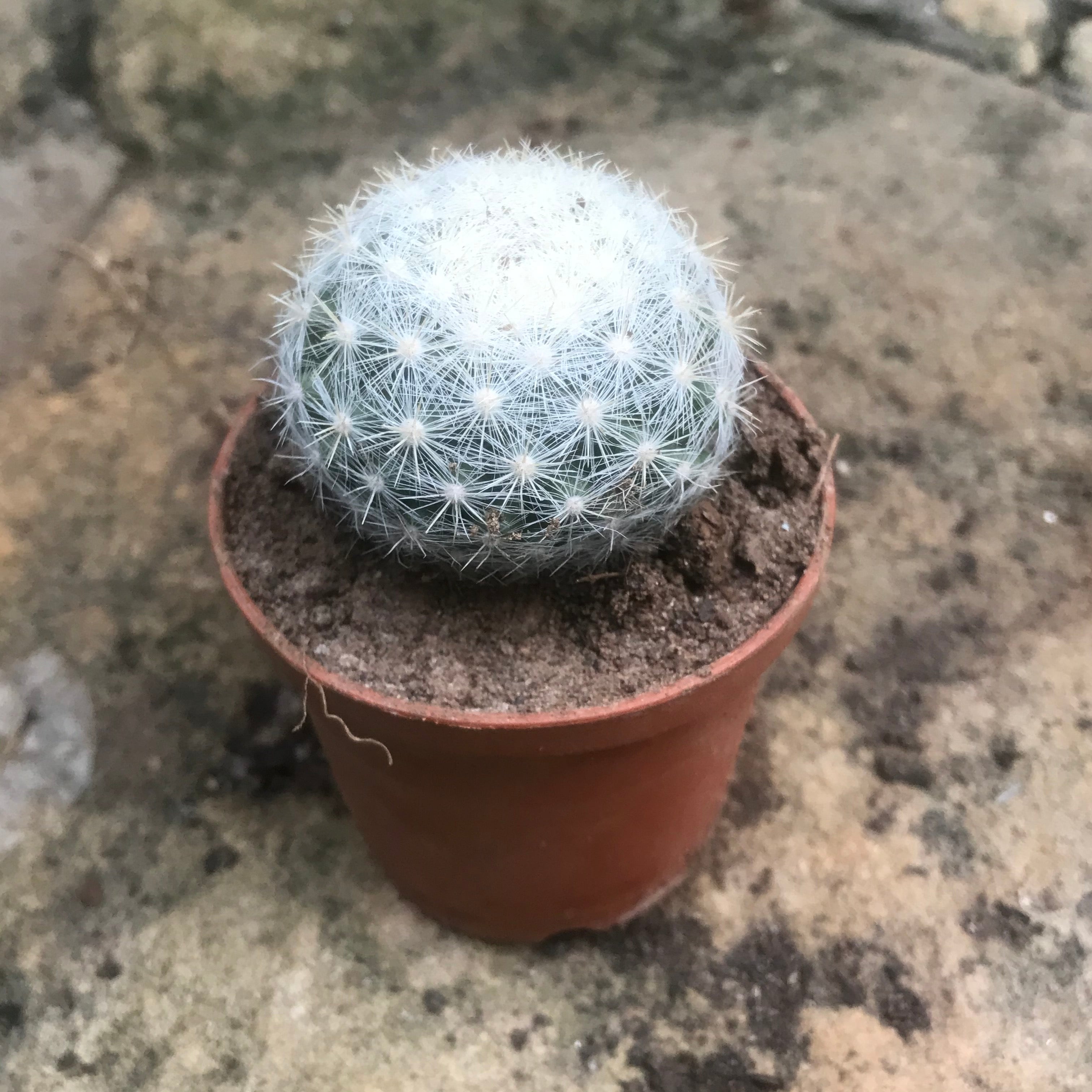 Mammillaria Candida Snowball Cactus Plant