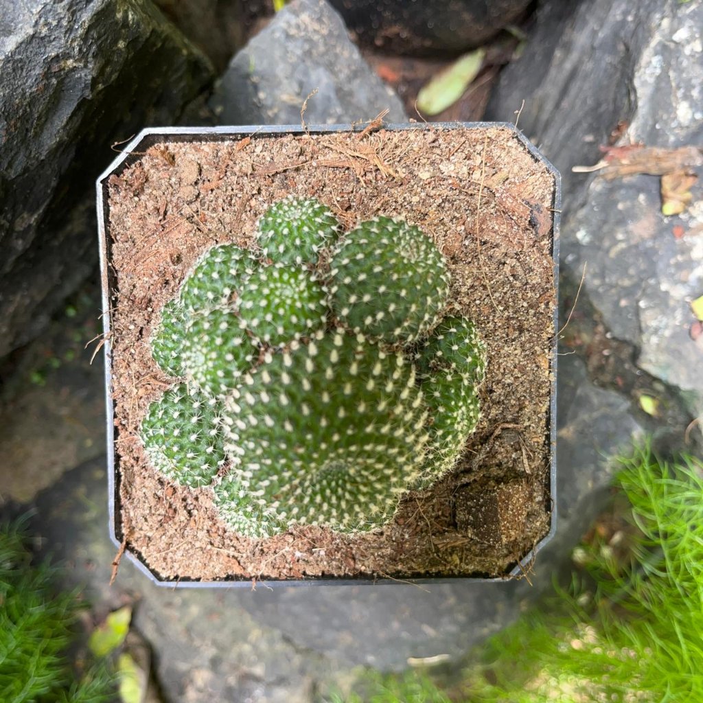 Mammalaria Painteri Monstrous-myBageecha