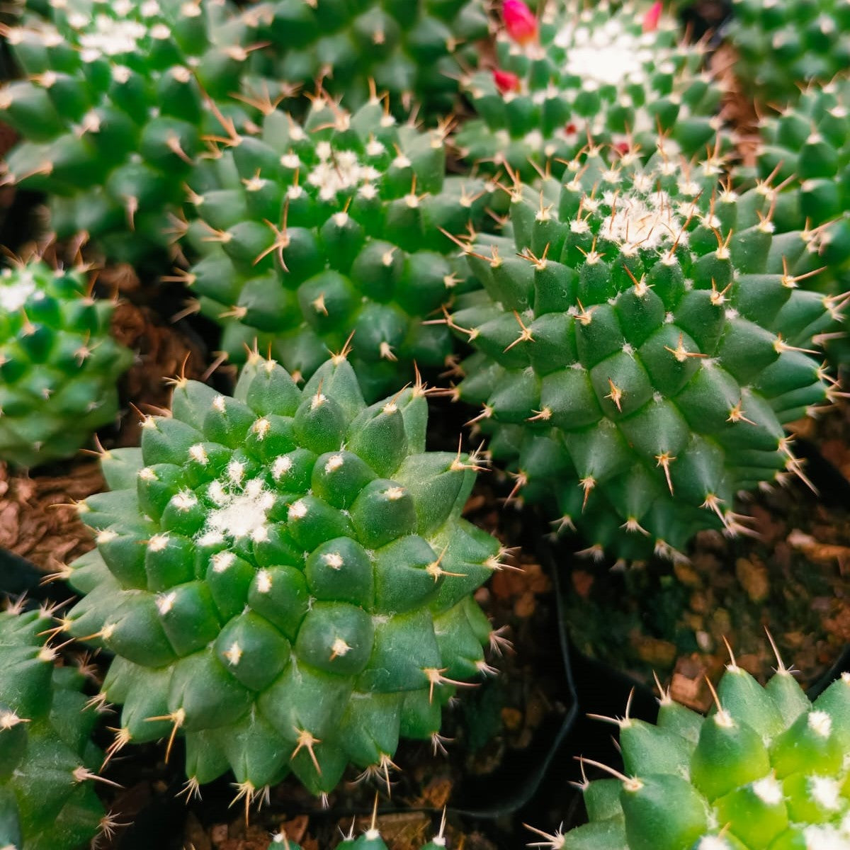Mammillaria Polythele Toluca Cactus Plant - myBageecha