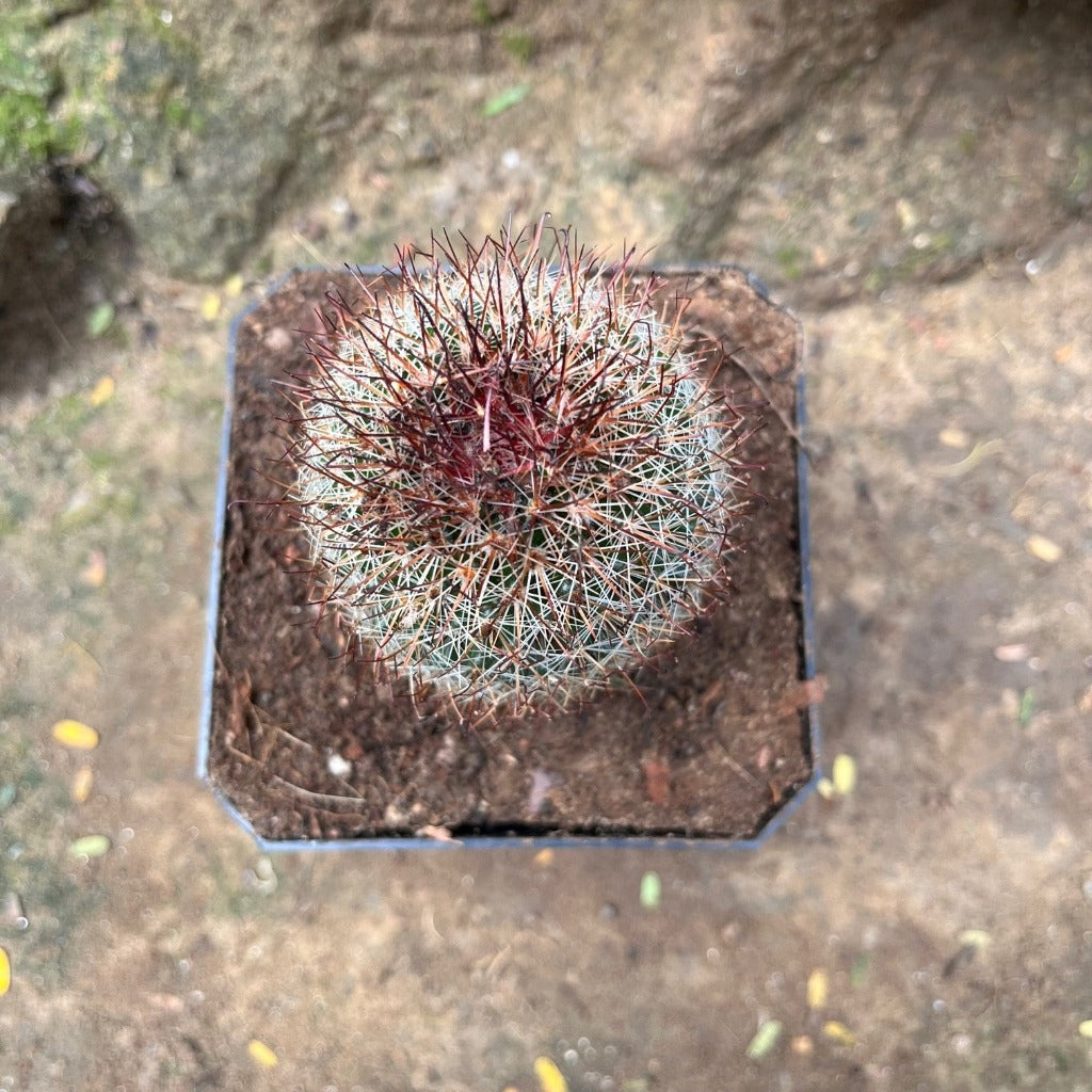 Mammillaria Spinosissima Rubra Red Headed Irishman Cactus Plant - myBageecha