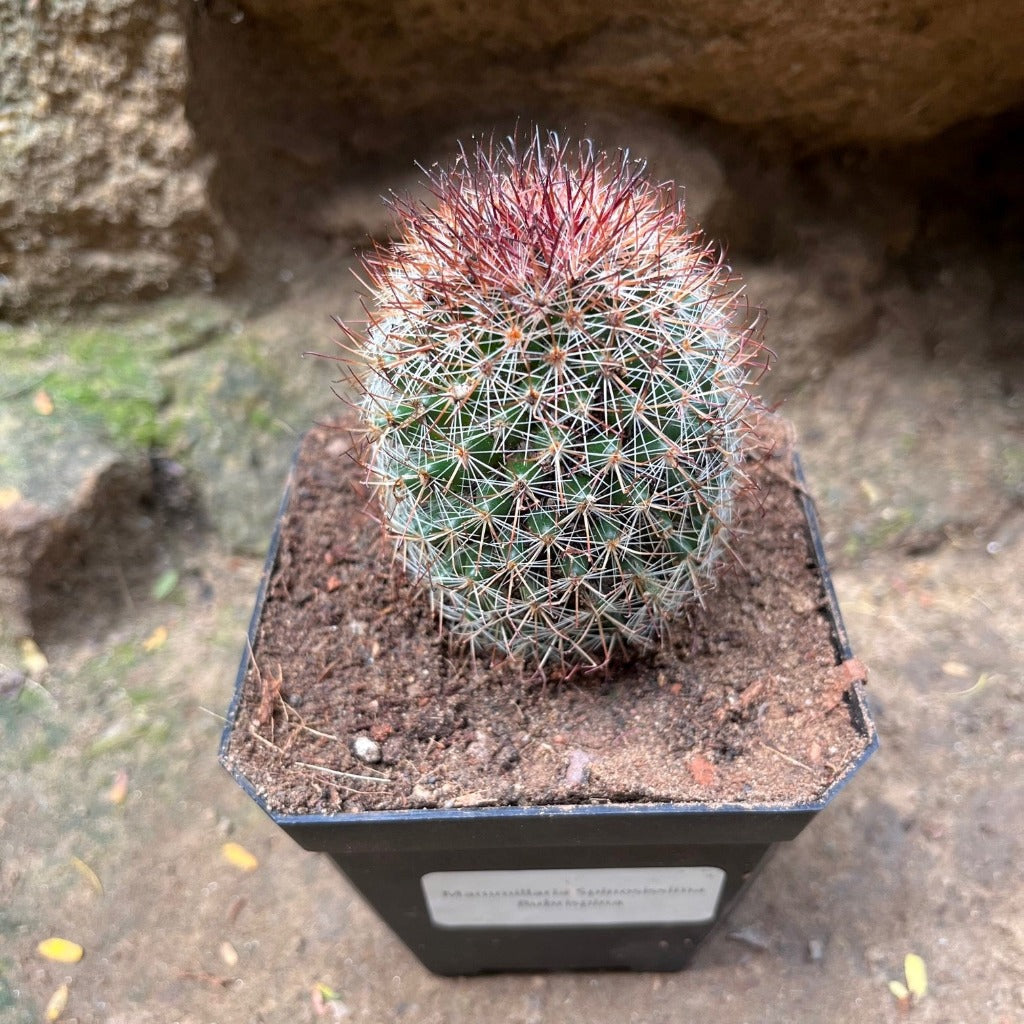 Mammillaria Spinosissima Rubra Red Headed Irishman Cactus Plant - myBageecha
