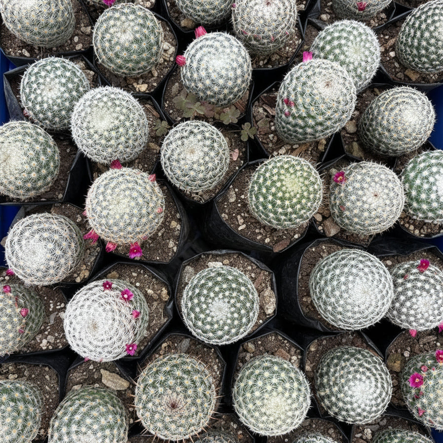Cluster of Mammillaria Albilanata Cactus