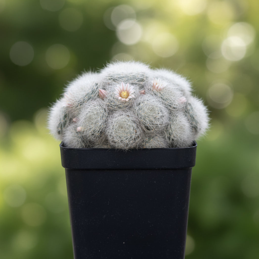 Mammillaria glassii ascensionis in bloom-myBageecha
