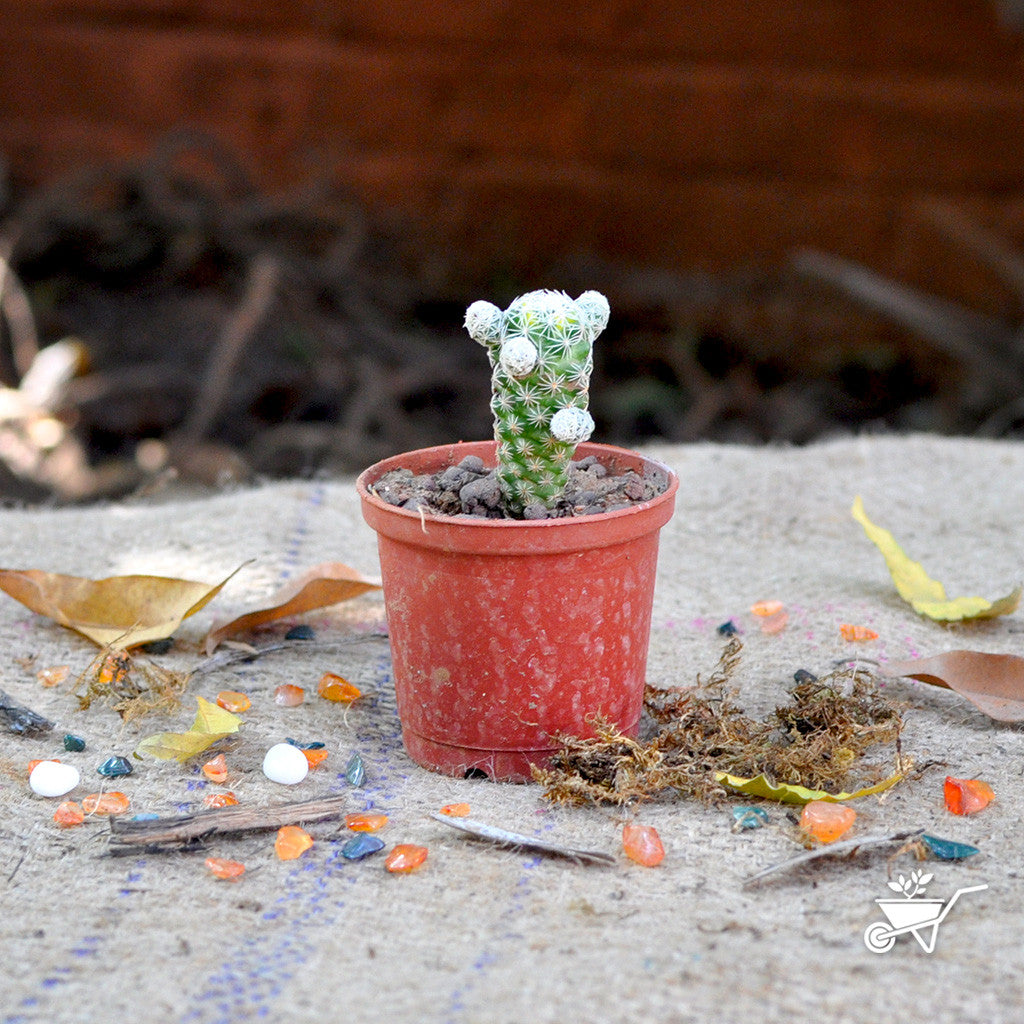 Mammillaria Fragilis Thimble Cactus Plant