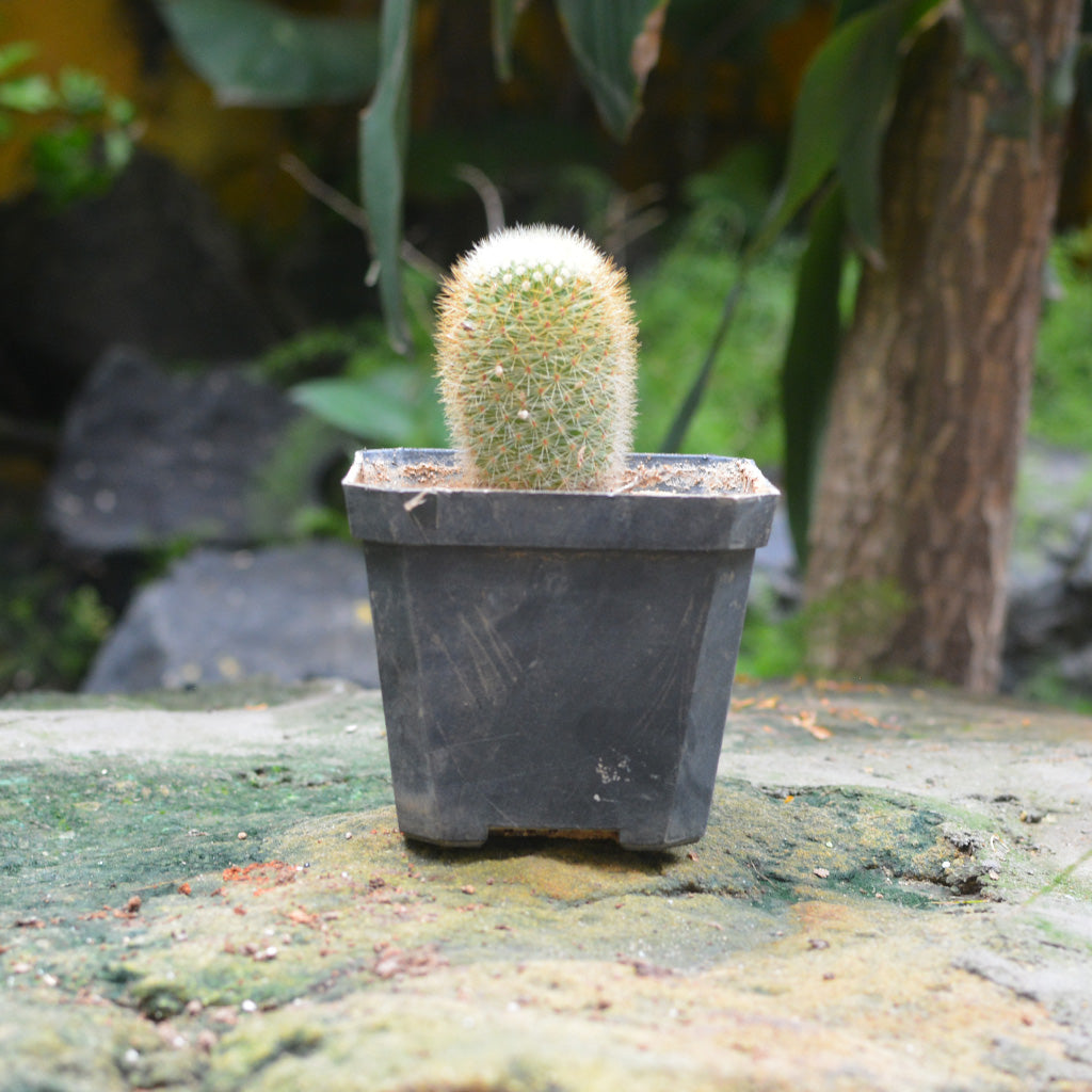 Mammillaria Matudae Thumb Cactus Plant - myBageecha