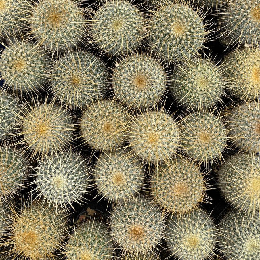 Mammillaria Nejapensis var. Longispina Cactus Plant