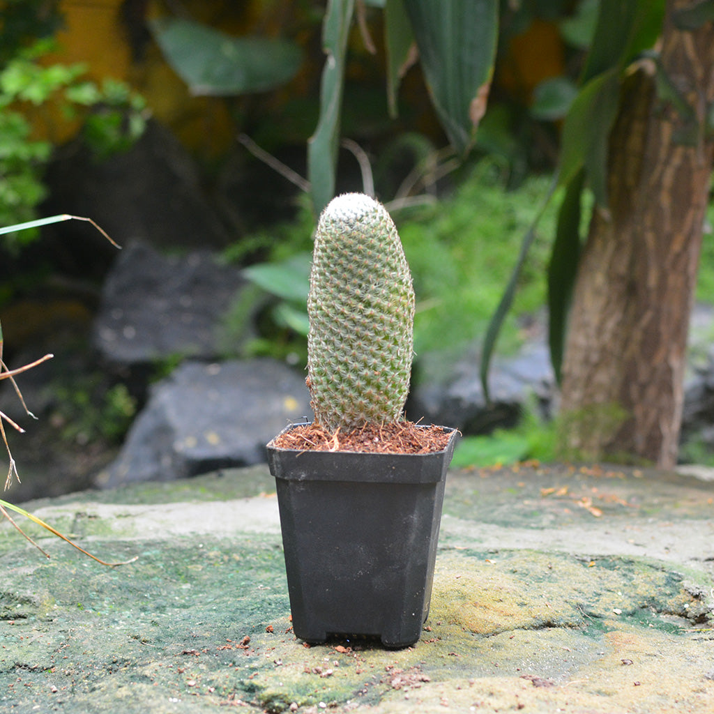 Mammillaria Perbella Globular Cactus Plant Online in India