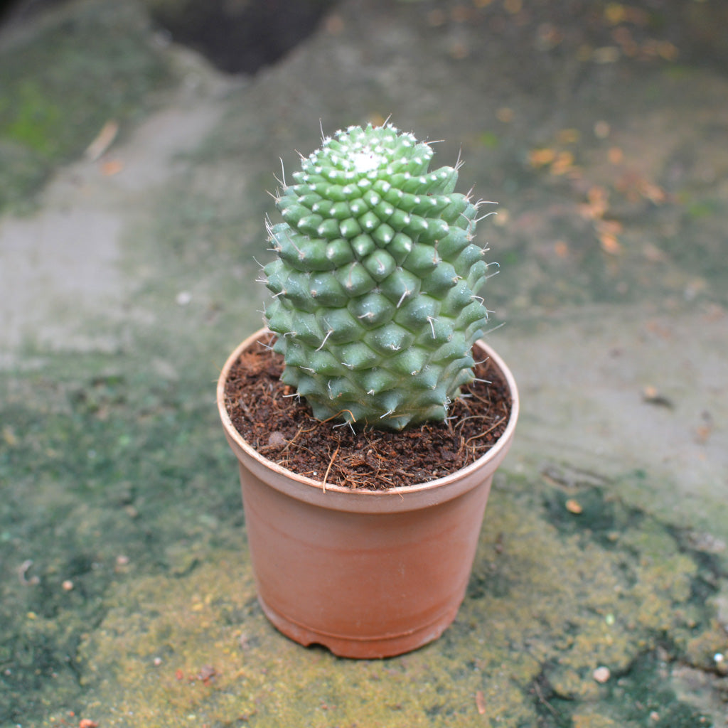 mammillaria polythele toluca Mammillaria Polythele Toluca Cactus Plant Online in India