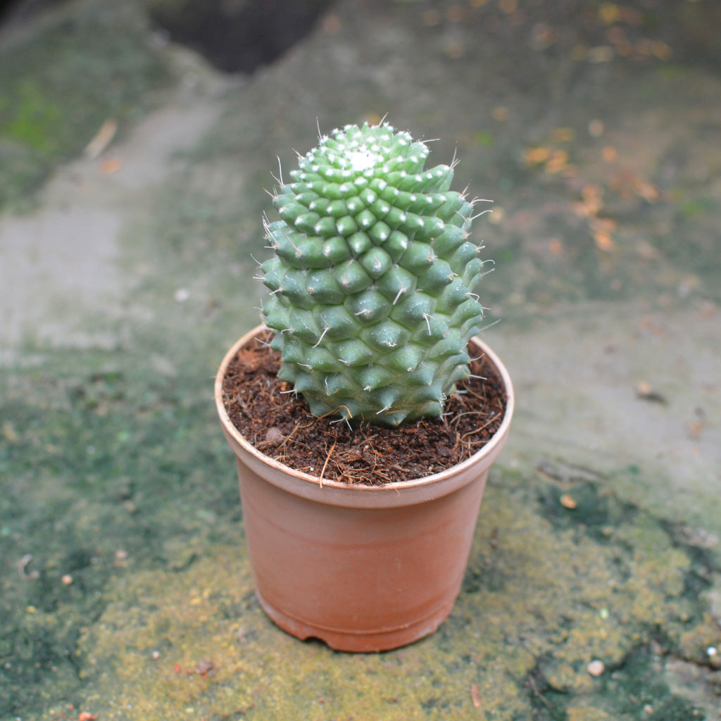Mammillaria Polythele Toluca Cactus Plant - myBageecha