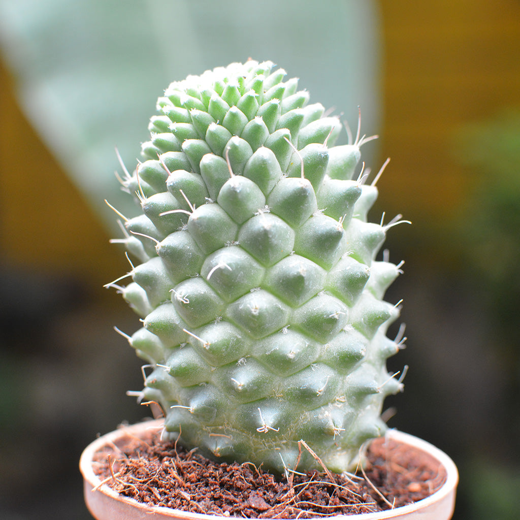 Mammillaria Polythele Toluca Cactus Plant - myBageecha