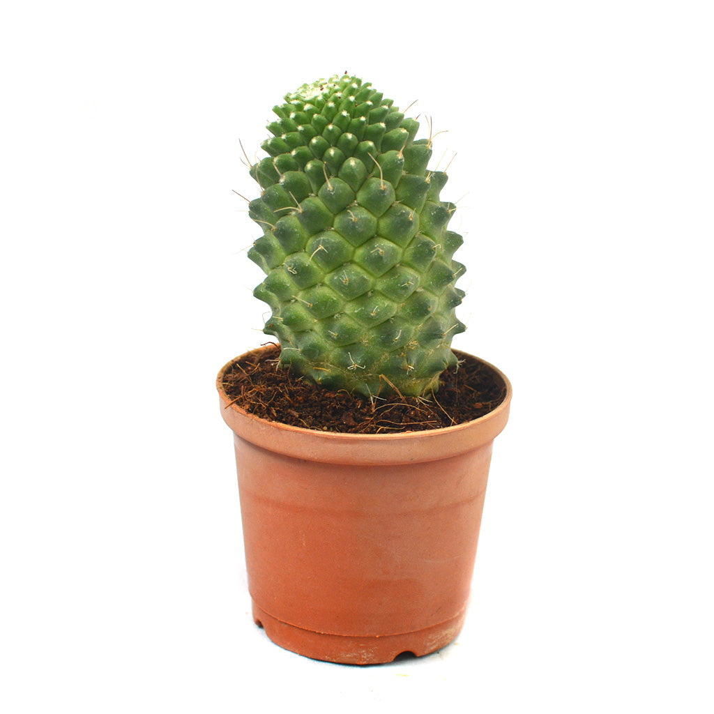 Mammillaria Polythele Toluca Cactus Plant - myBageecha