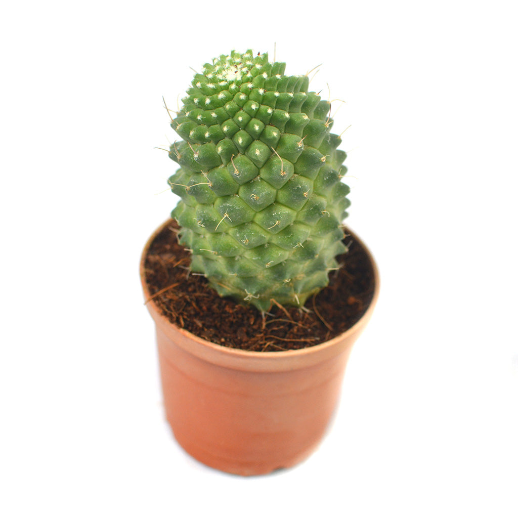 Mammillaria Polythele Toluca Cactus Plant - myBageecha