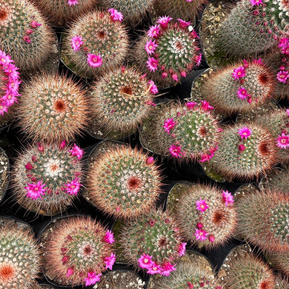 Mammillaria Spinosissima Rubra collection