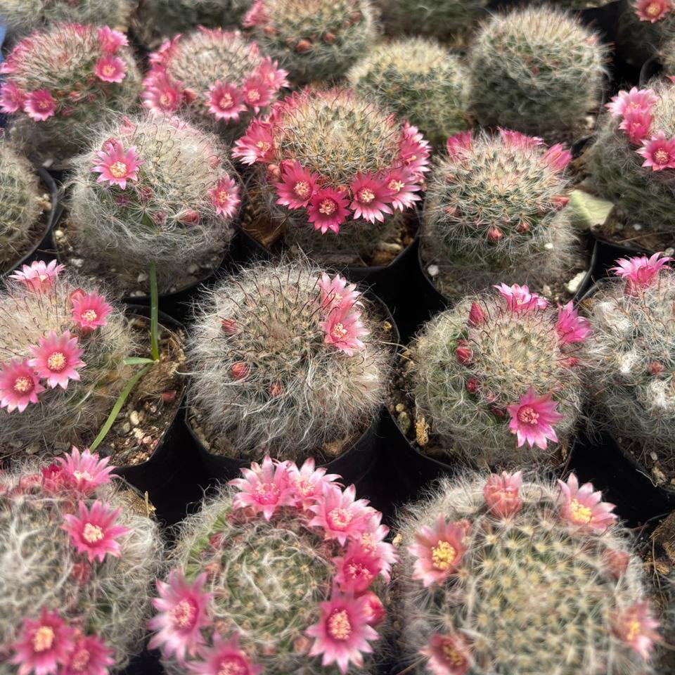 Mammillaria Bocasana Powder Puff Cactus Plant collection