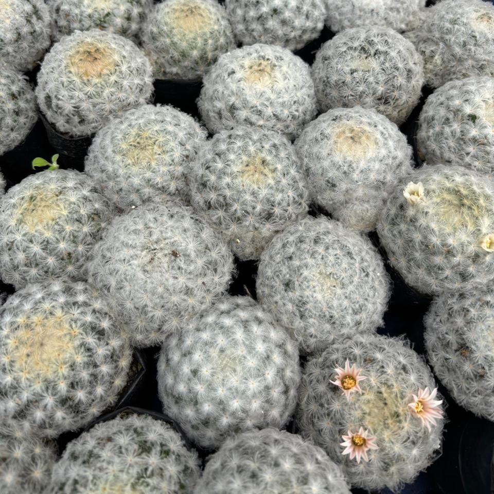 Mammillaria Plumosa Cactus Plant collection
