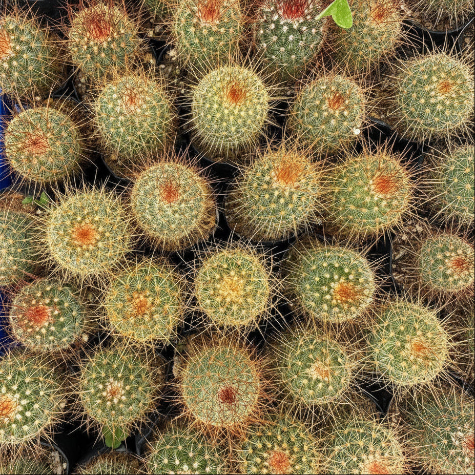 Mammillaria Pringlei Rubra Cactus collection-myBageecha