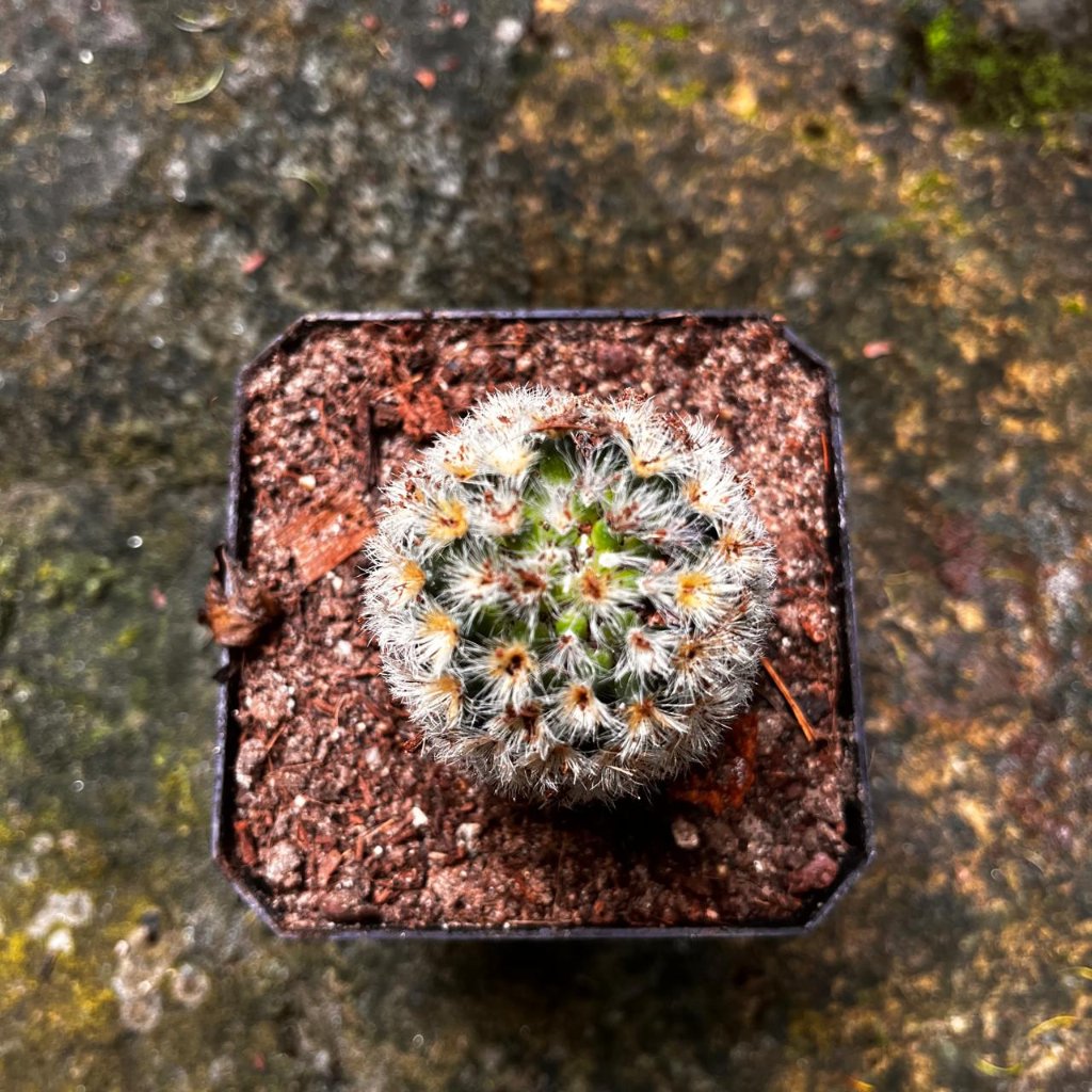 Mammillaria carmenae 'Rubrispina White' Cactus Plant-myBageecha