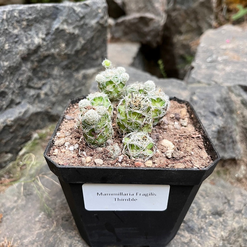 Mammillaria Fragilis Thimble Cactus Plant - myBageecha