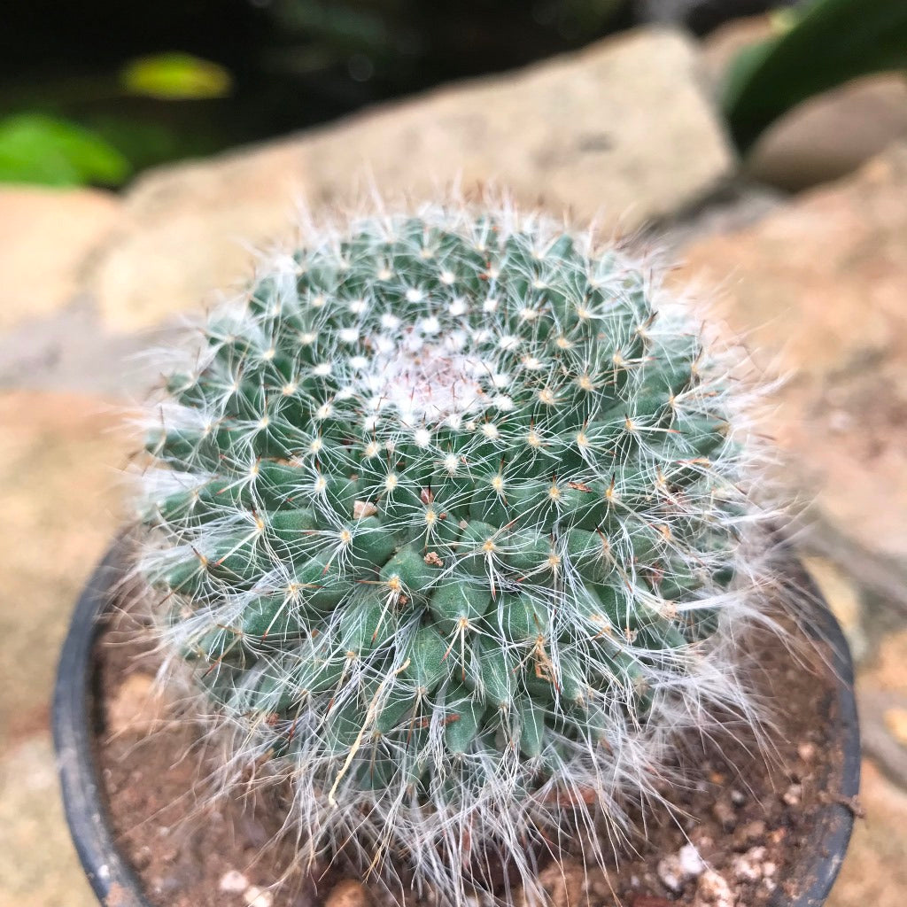 Mammillaria Hahniana Old Lady Cactus Plant