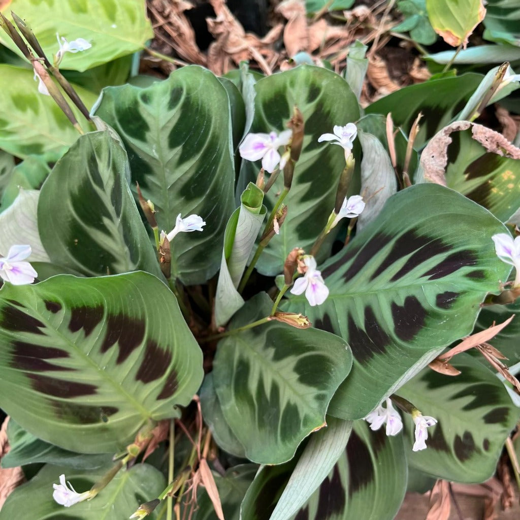 prayer plant with white flowers Maranta Kerchoveana Decorative Foliage