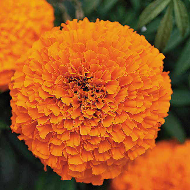 Marigold Garland Orange Flower Seeds – winter flowers