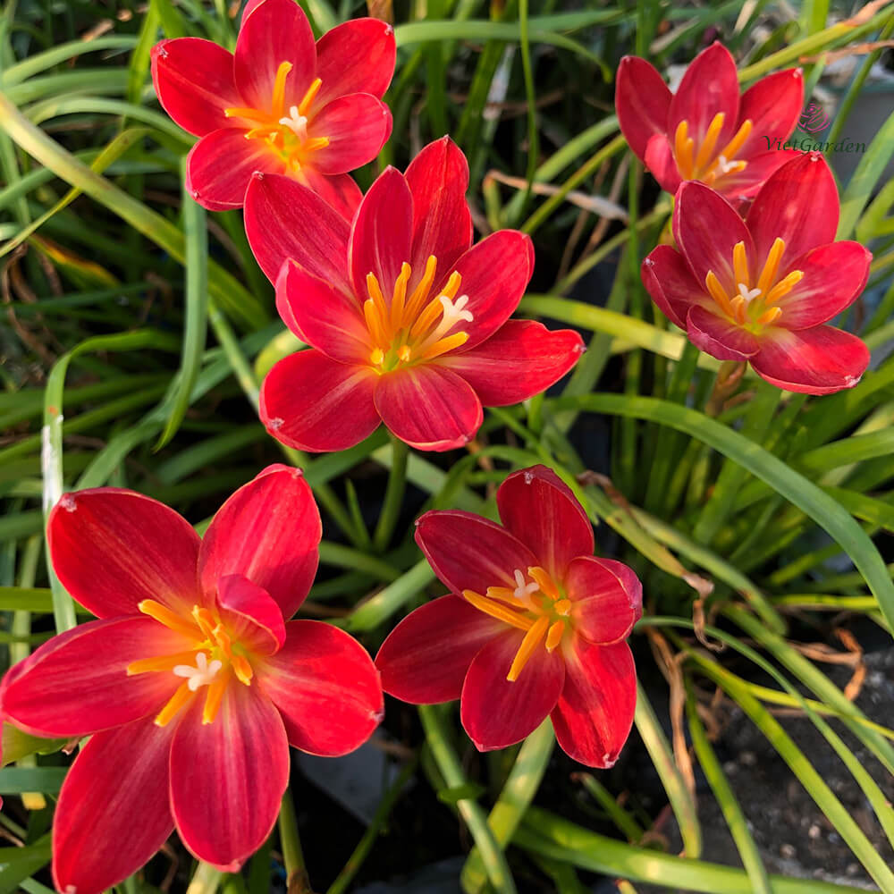 picture of rain lily flower Buy Rain Lily Maroon Blossom Bulbs – Bold Monsoon Flowers